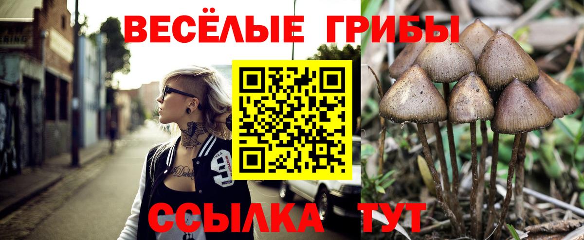 Псилоцибиновые грибы Cubensis Сергиев Посад